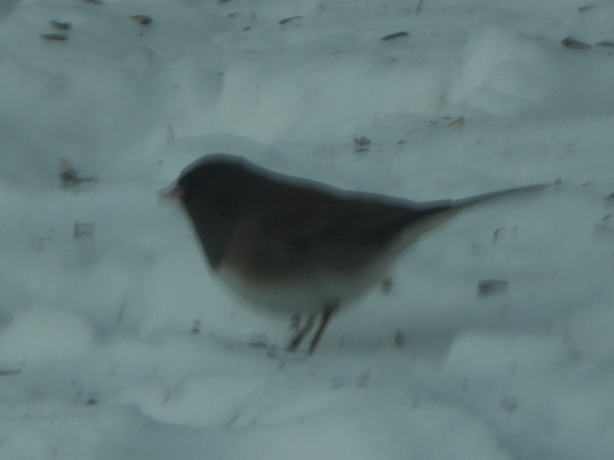 Dark-eyed Junco (Oregon) - ML505377611