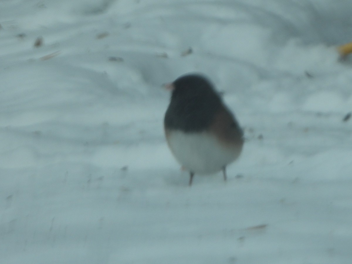 Dark-eyed Junco (Oregon) - ML505377631