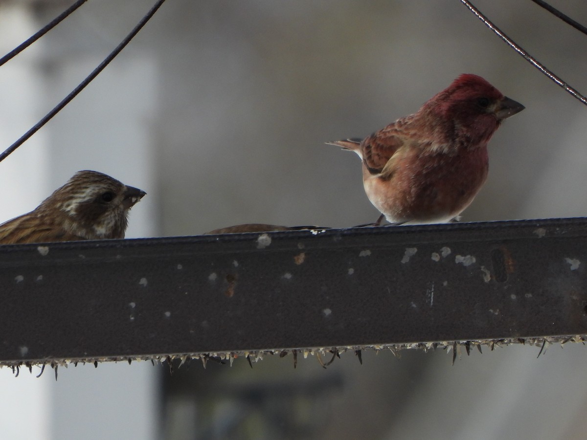 Purple Finch (Eastern) - ML505377681