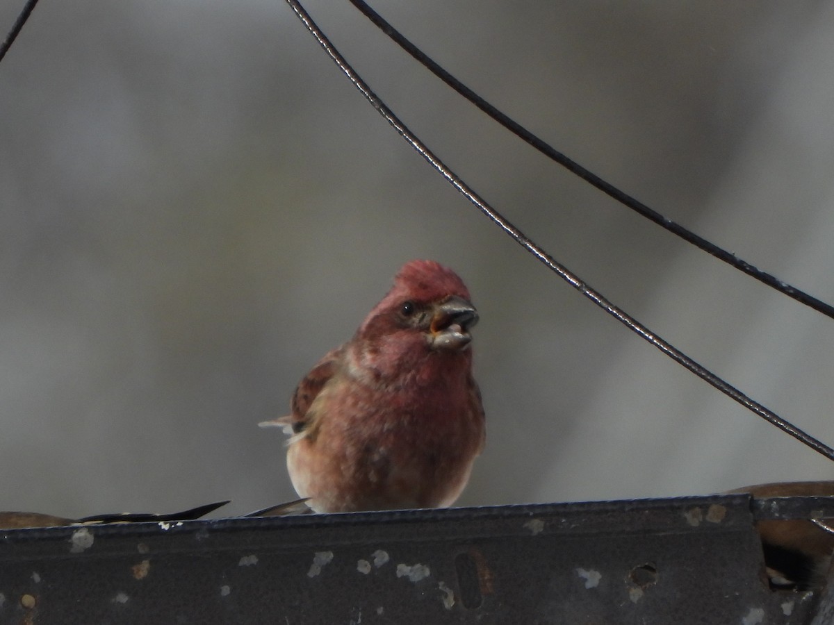 Purple Finch - ML505377701