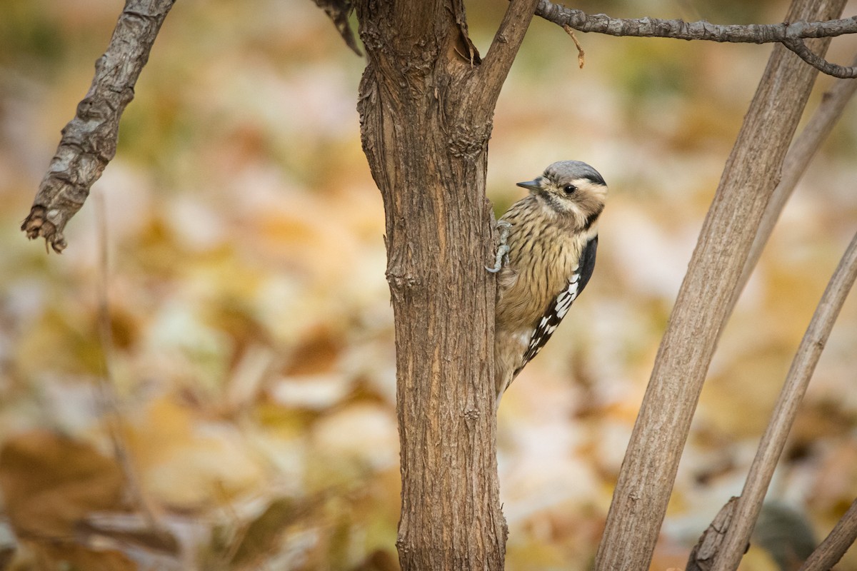 Gray-capped Pygmy Woodpecker - ML505377711