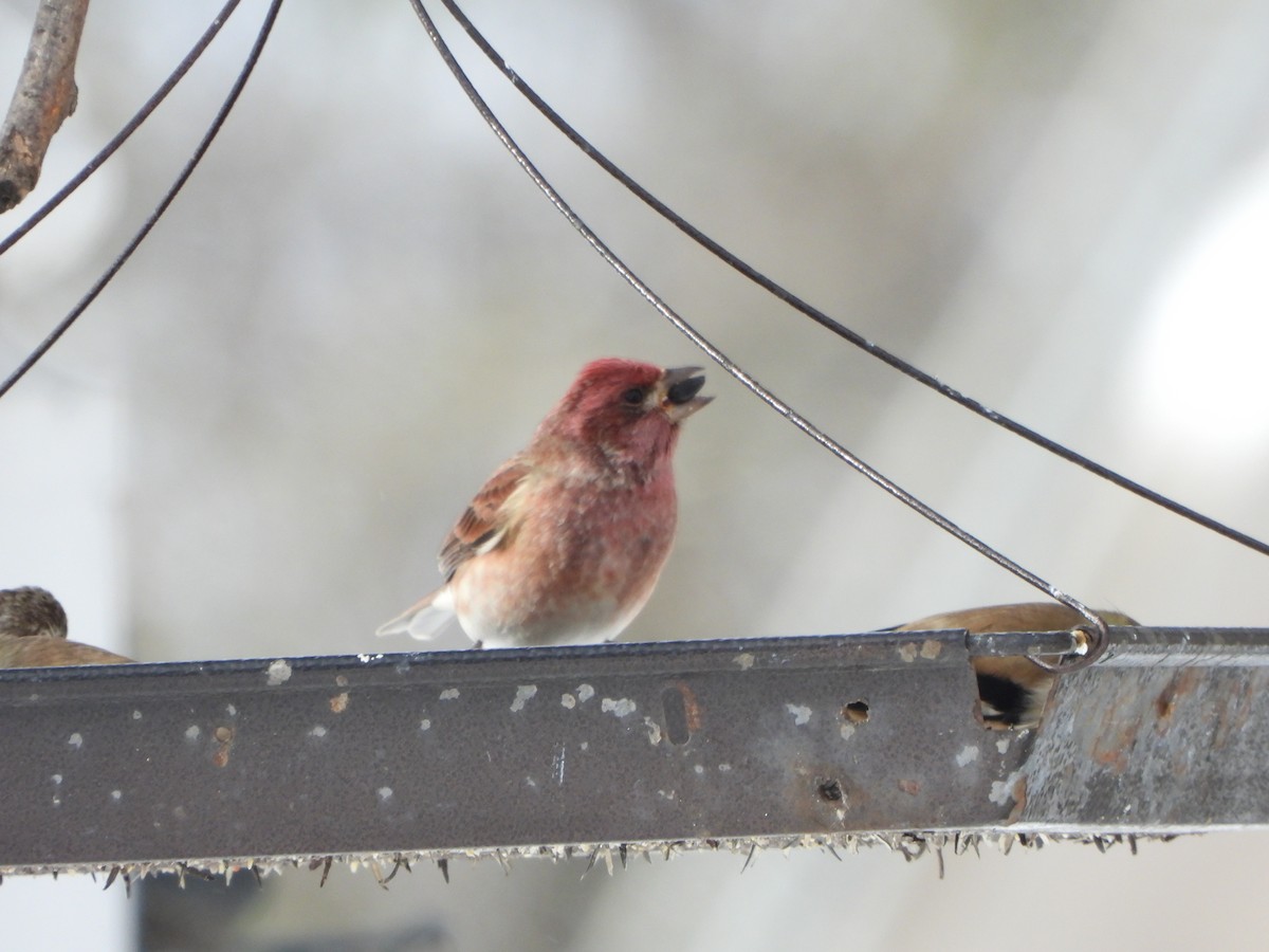 Purple Finch (Eastern) - ML505377761
