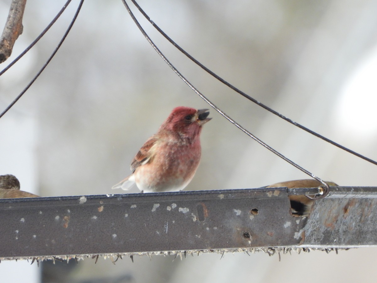 Purple Finch - Tate Putman