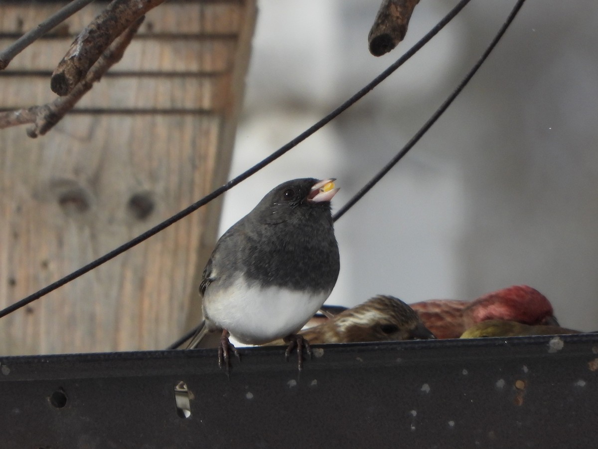 Dark-eyed Junco (Slate-colored) - ML505377781