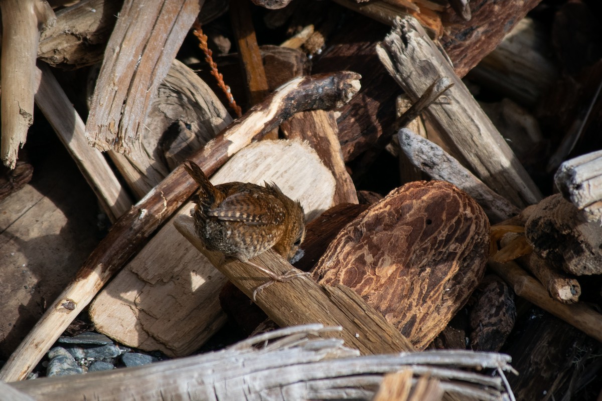 Pacific Wren - ML505378701