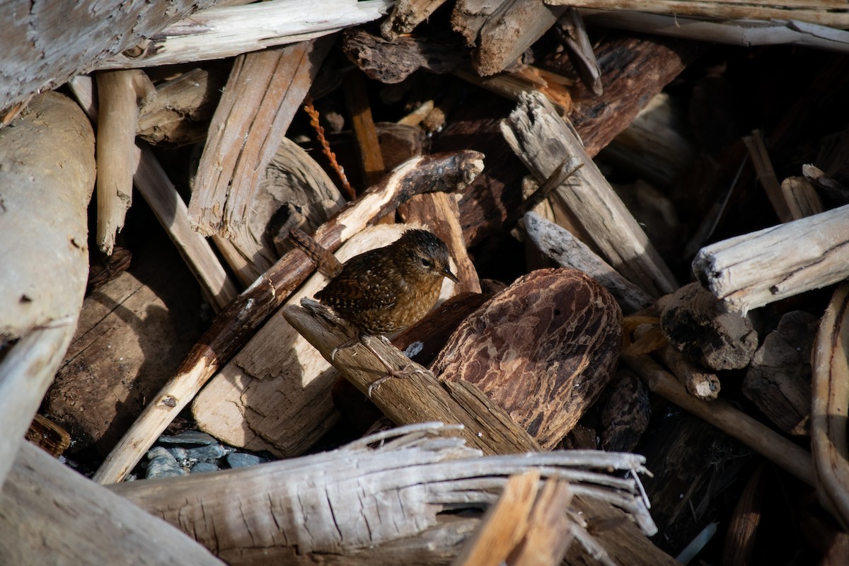 Pacific Wren - ML505378711