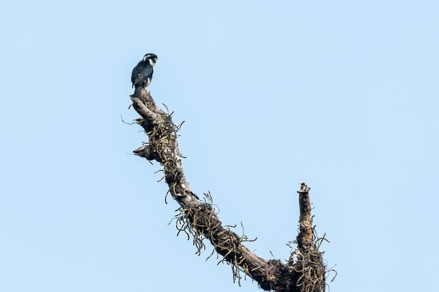 Black-thighed Falconet - ML50537971