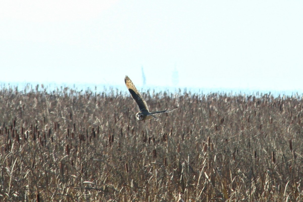 Short-eared Owl - ML505381651