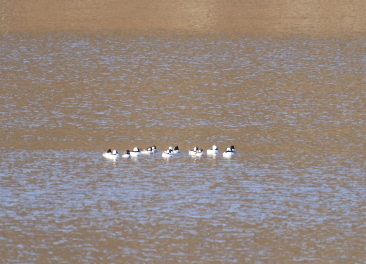 Bufflehead - ML505382731