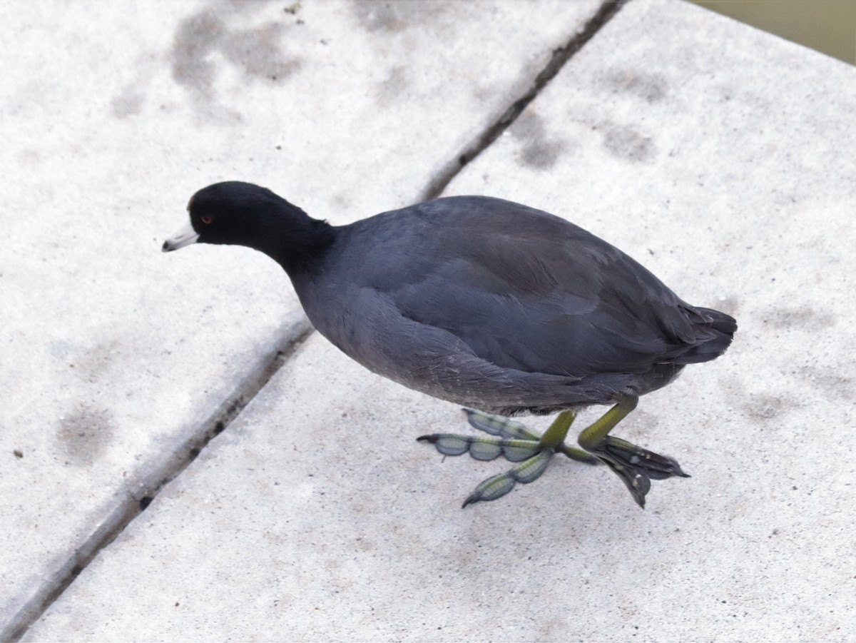 American Coot - Angel Zakharia