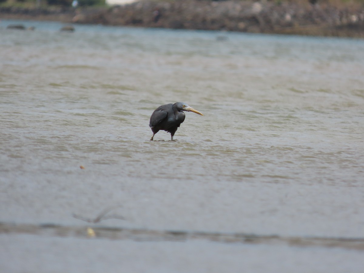 Pacific Reef-Heron - ML505384151