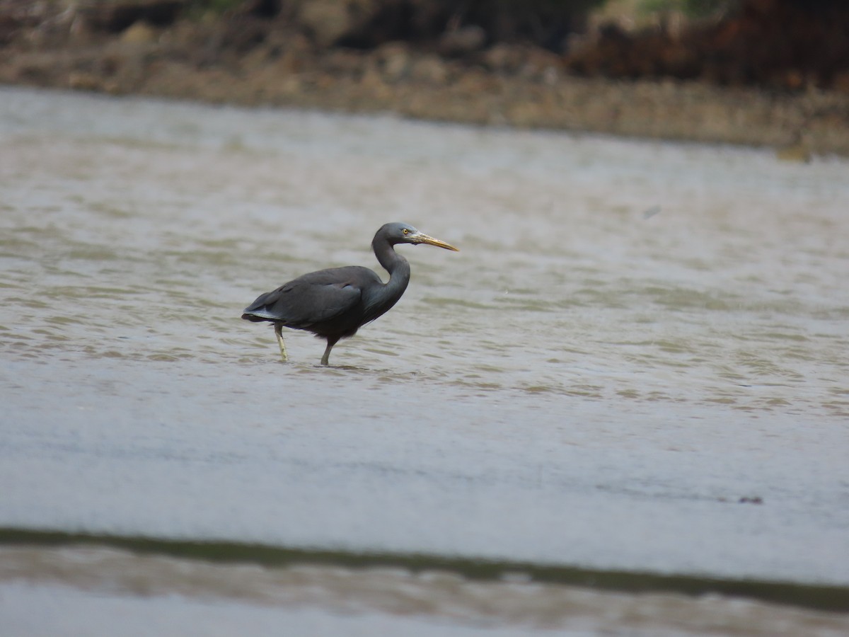 Pacific Reef-Heron - ML505384161