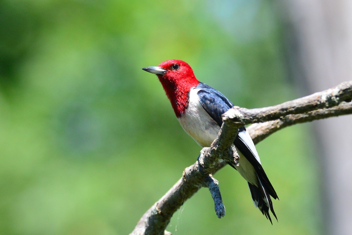Red-headed Woodpecker - George Chiu