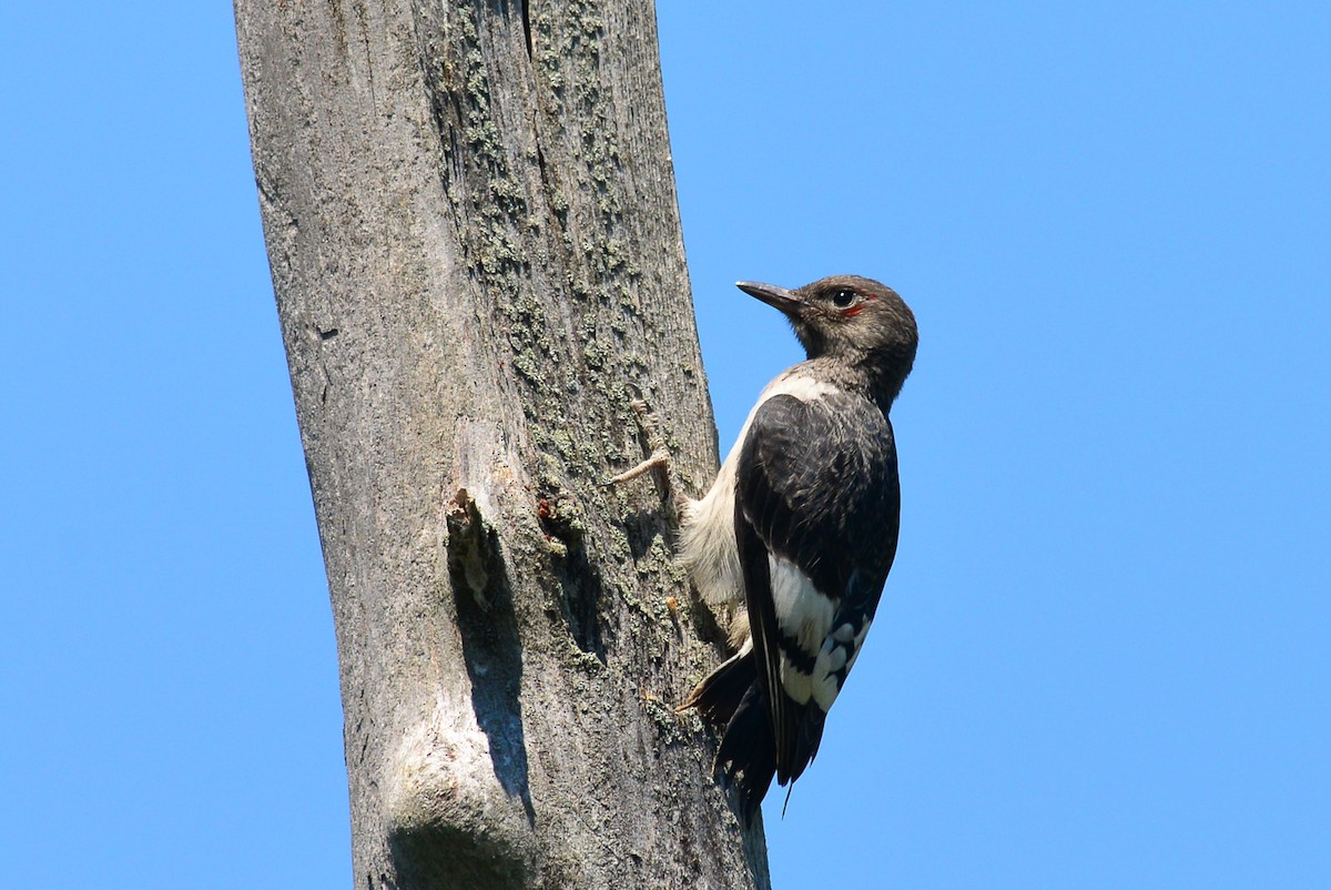 Red-headed Woodpecker - George Chiu