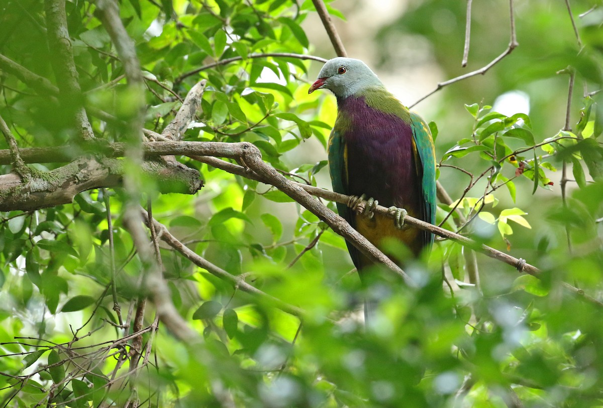 Wompoo Fruit-Dove - Luke Seitz