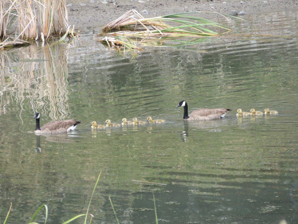 Canada Goose - ML505387771