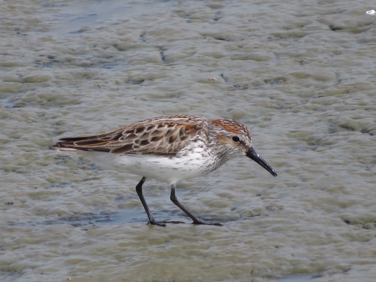 Western Sandpiper - ML505387921