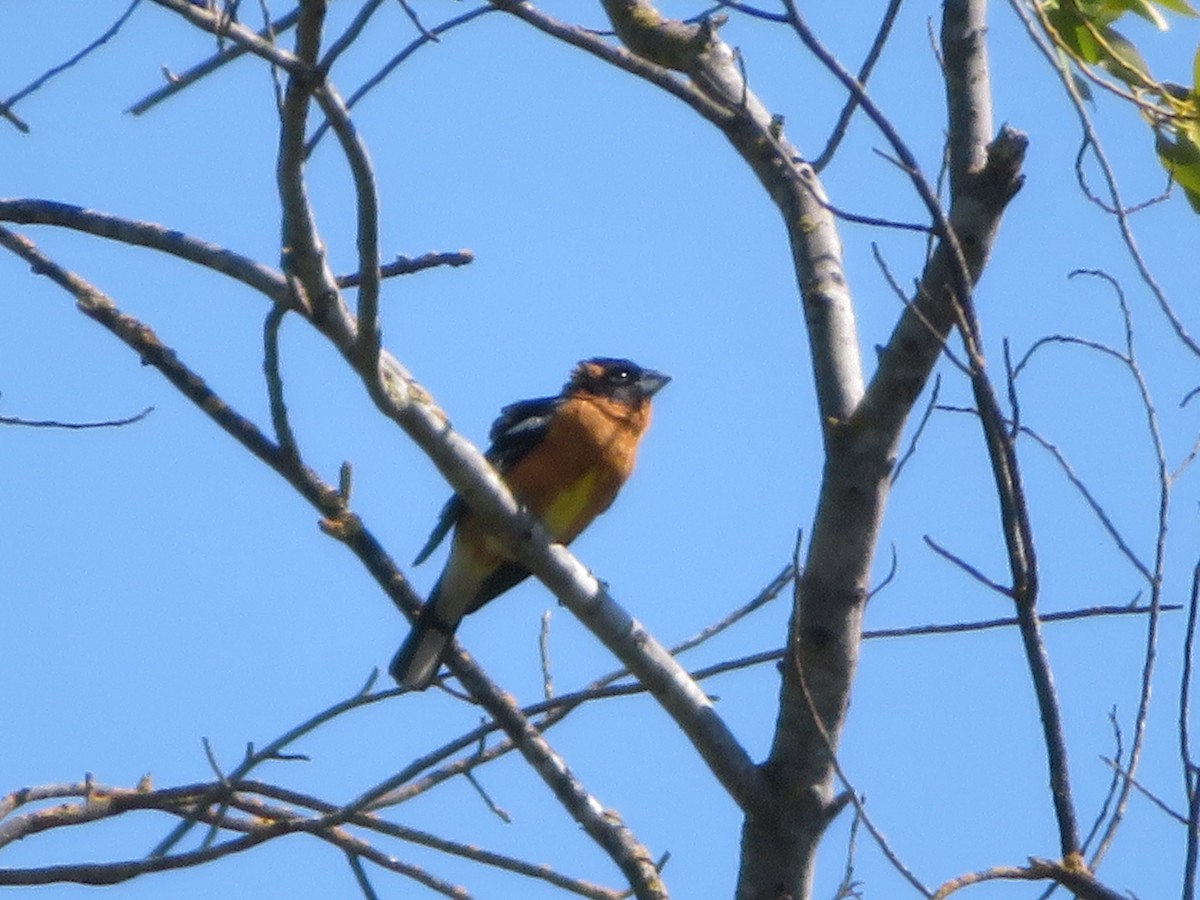 Black-headed Grosbeak - ML505388751