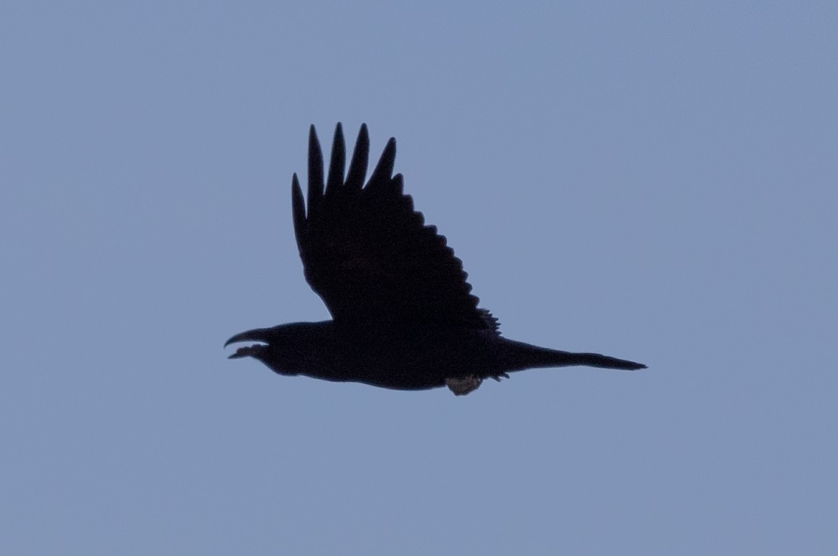 Common Raven - ML505388811