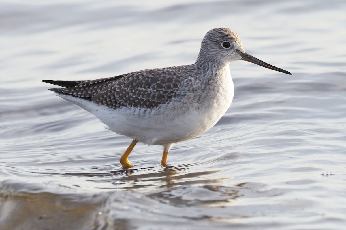 Greater Yellowlegs - ML505389461