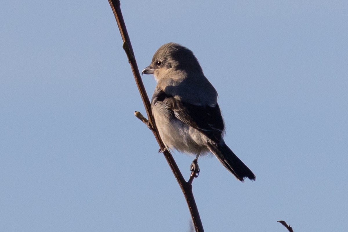 Northern Shrike - ML505389481