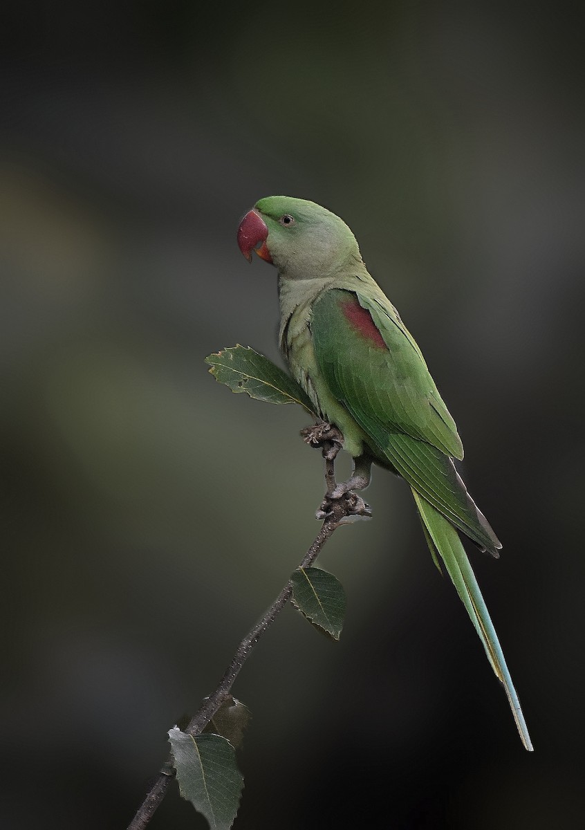 Alexandrine Parakeet - ML505390501