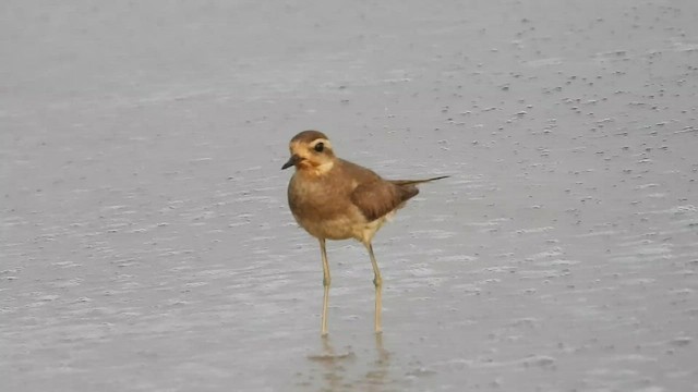 Caspian Plover - ML505390591