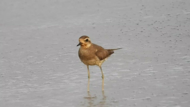 Caspian Plover - ML505390591