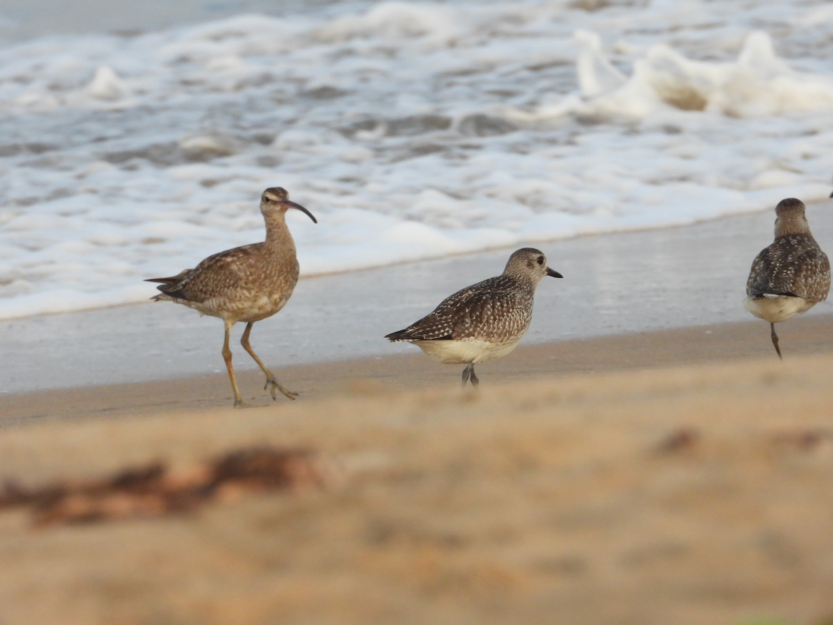 Eurasian Whimbrel - ML505390731