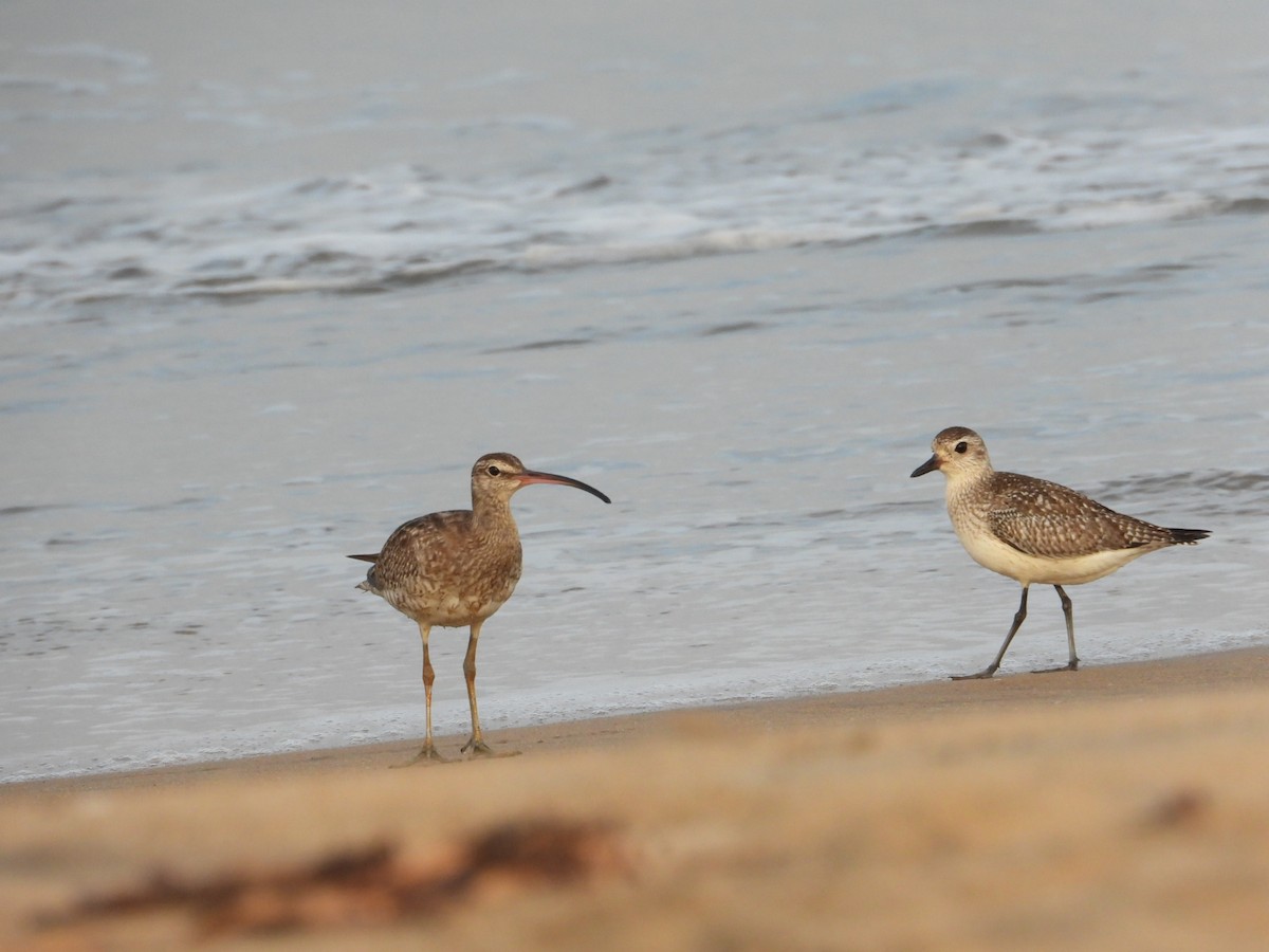 Chiurlo piccolo - ML505390741