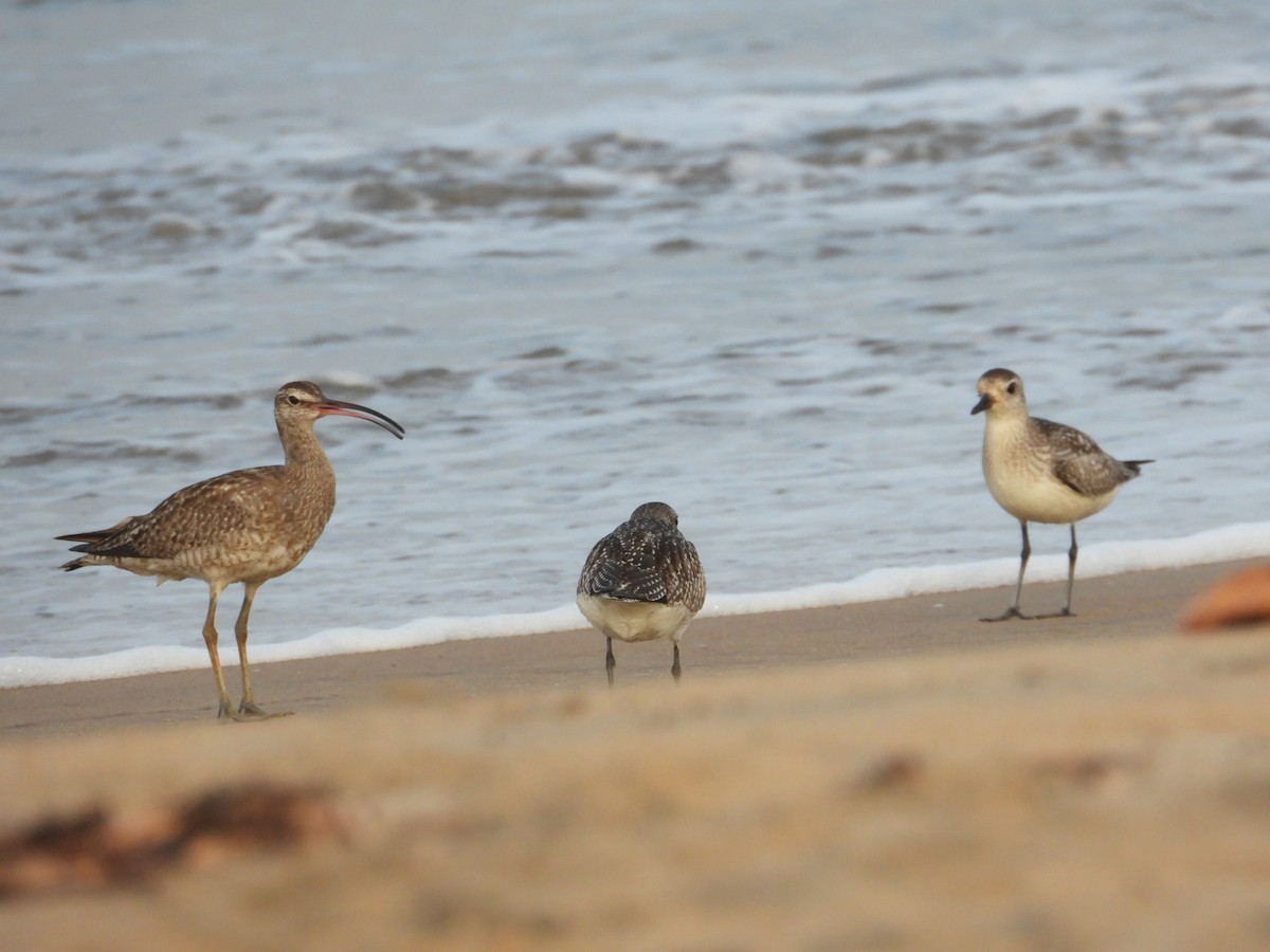Eurasian Whimbrel - ML505390751