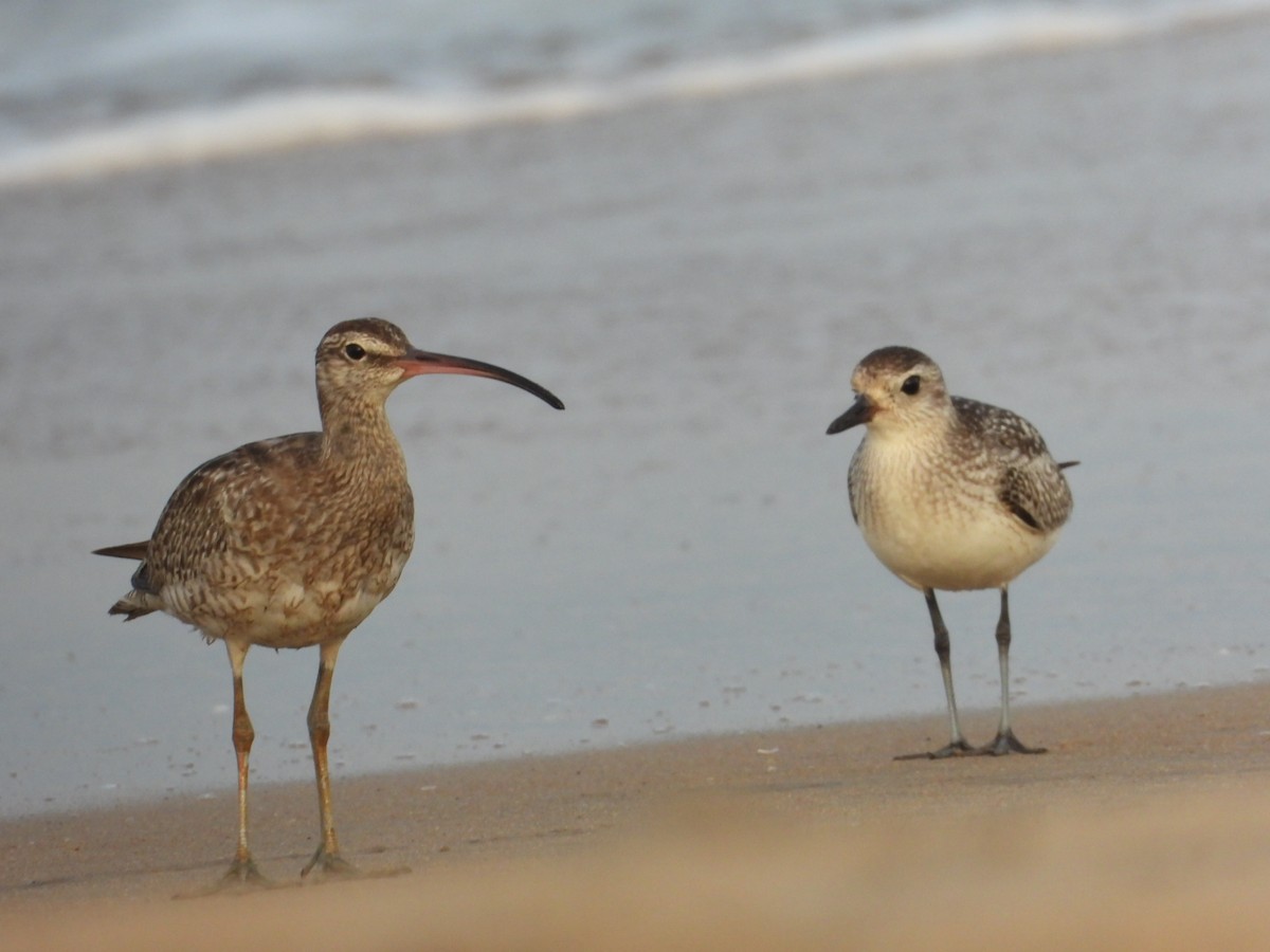 Eurasian Whimbrel - ML505390761