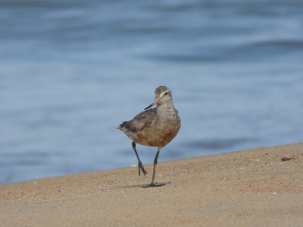 Bar-tailed Godwit - ML505390801