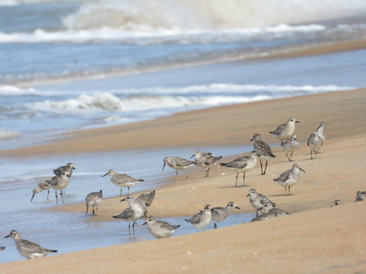 Great Knot - ML505390881