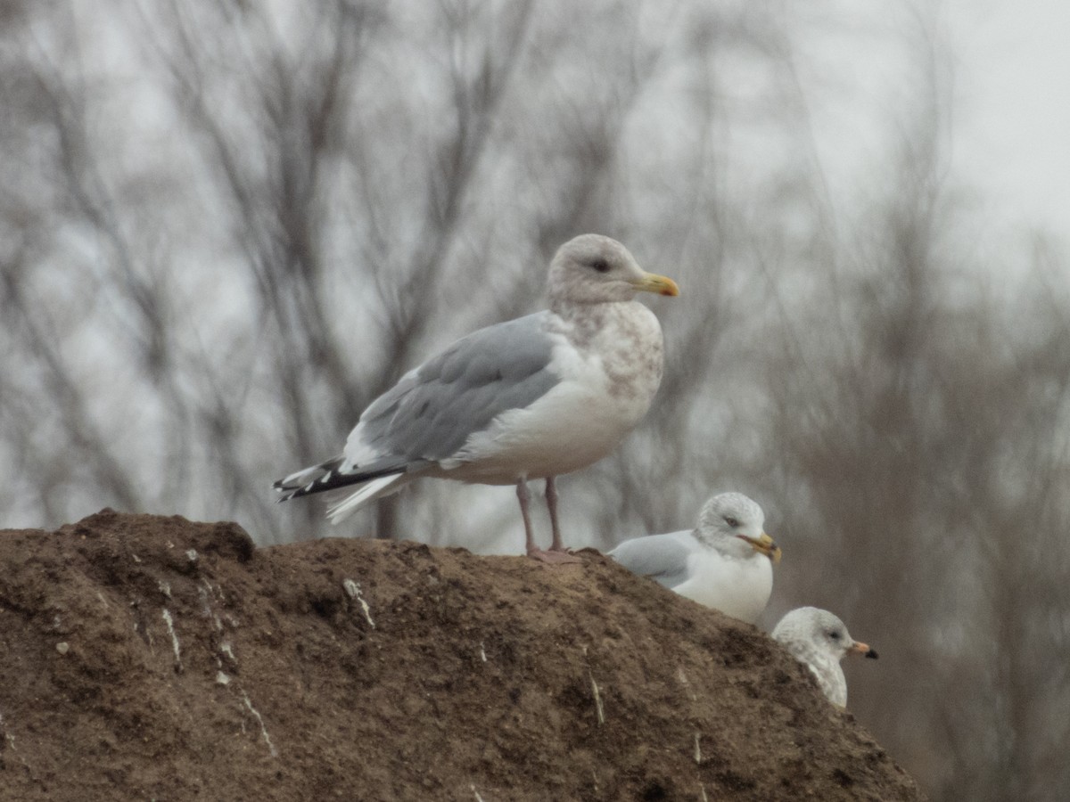 Gaviota Groenlandesa (thayeri) - ML505391061