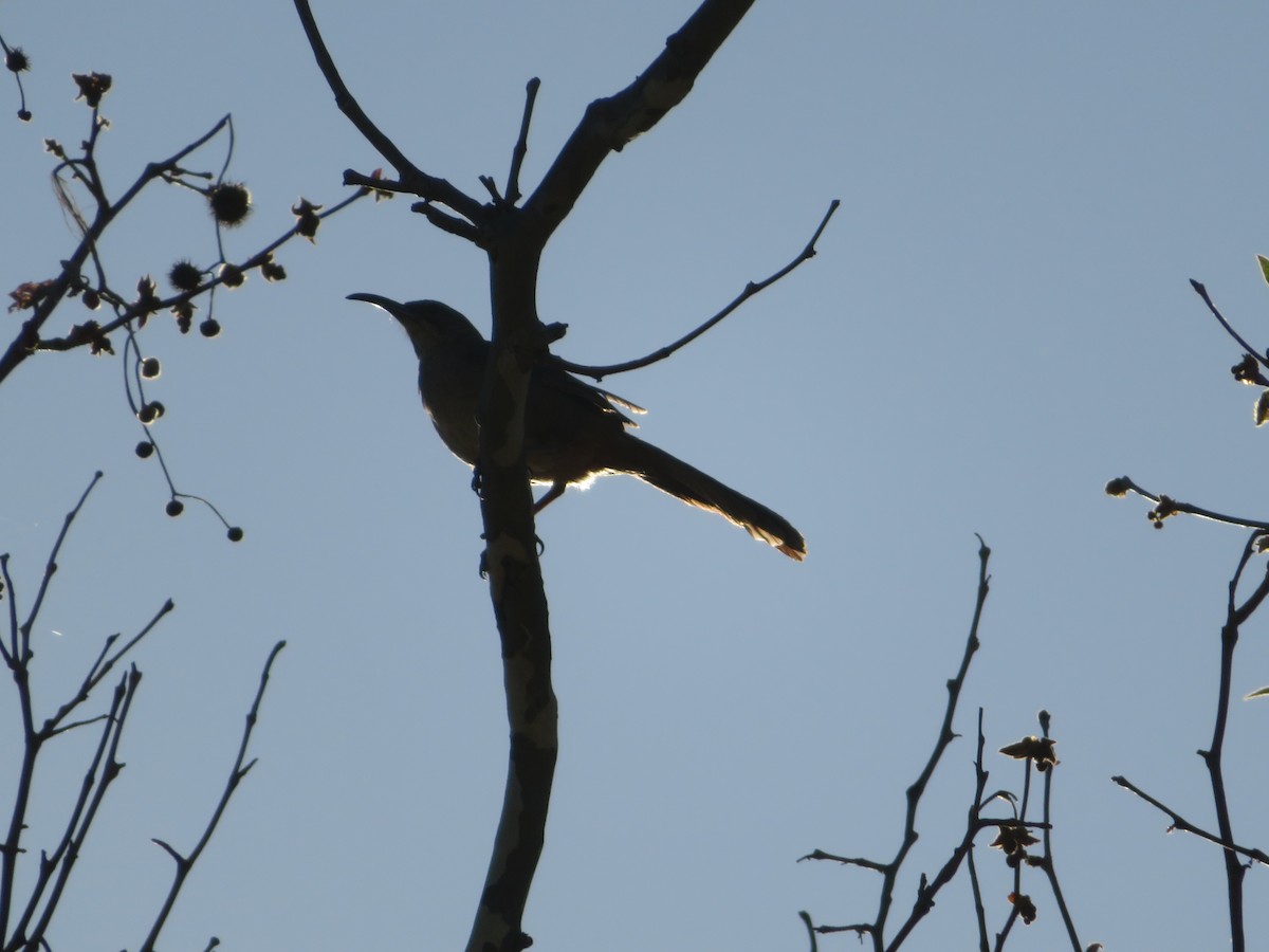 California Thrasher - ML505391221