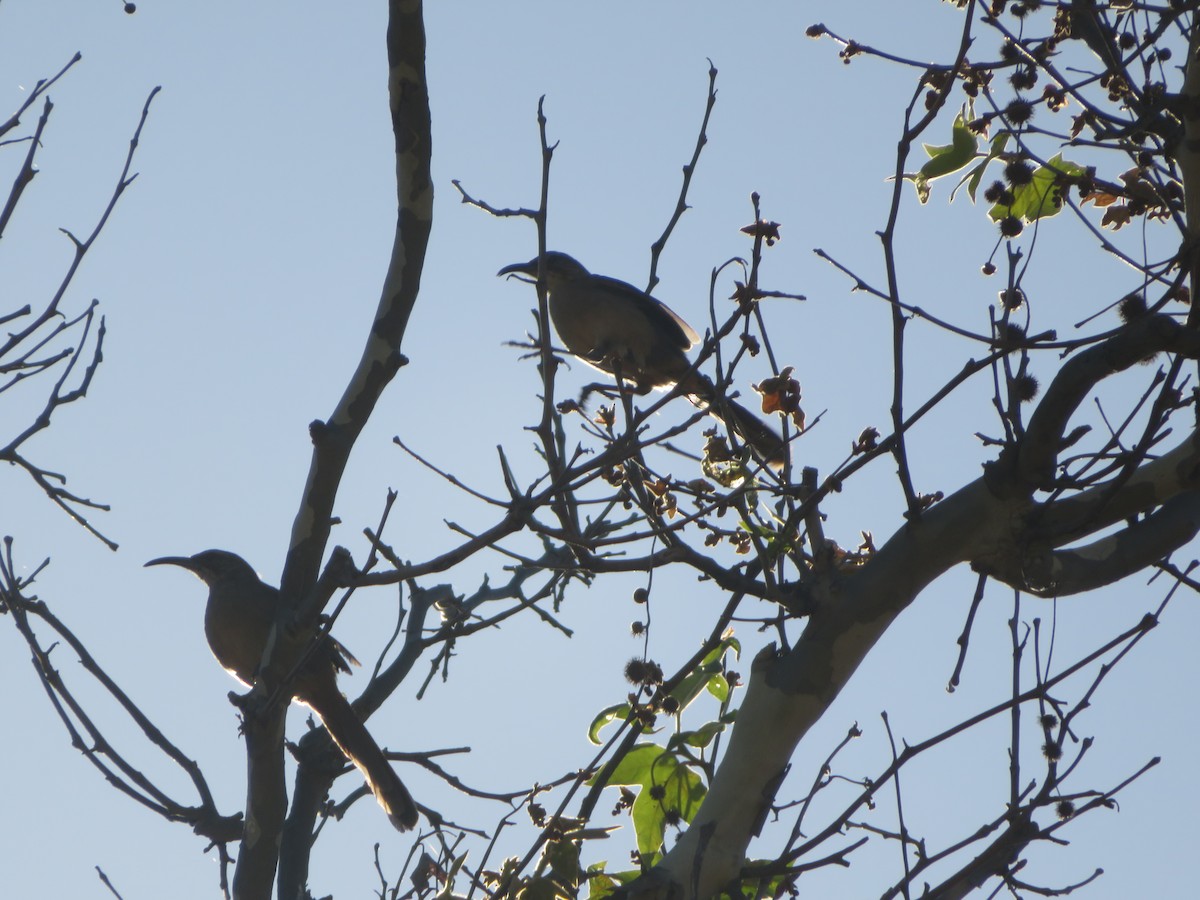 California Thrasher - ML505391231