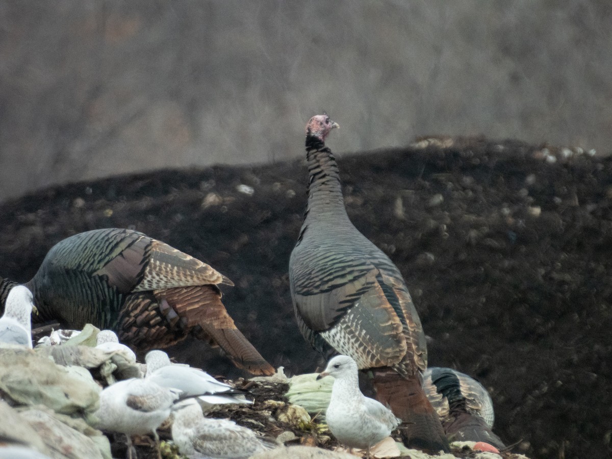 Wild Turkey - Anna Battaglia