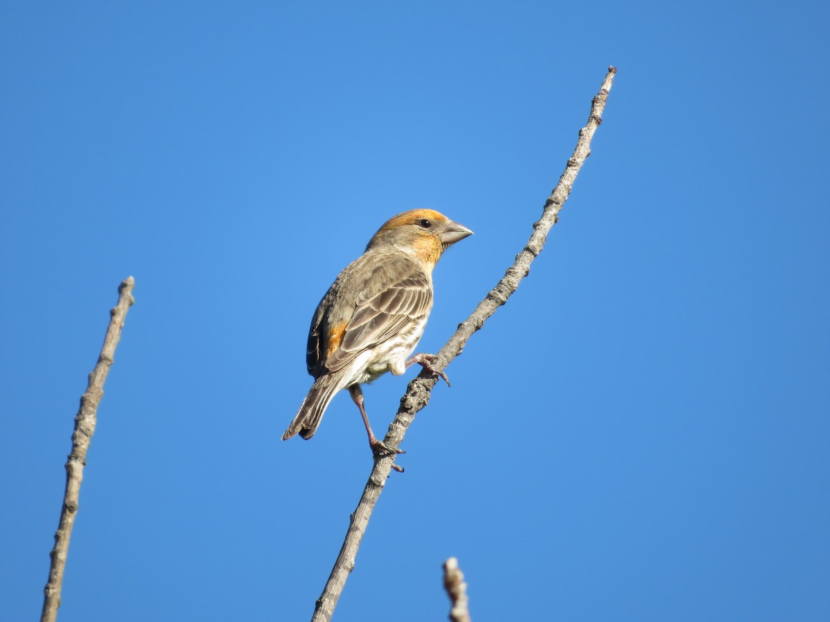 House Finch - ML505391331