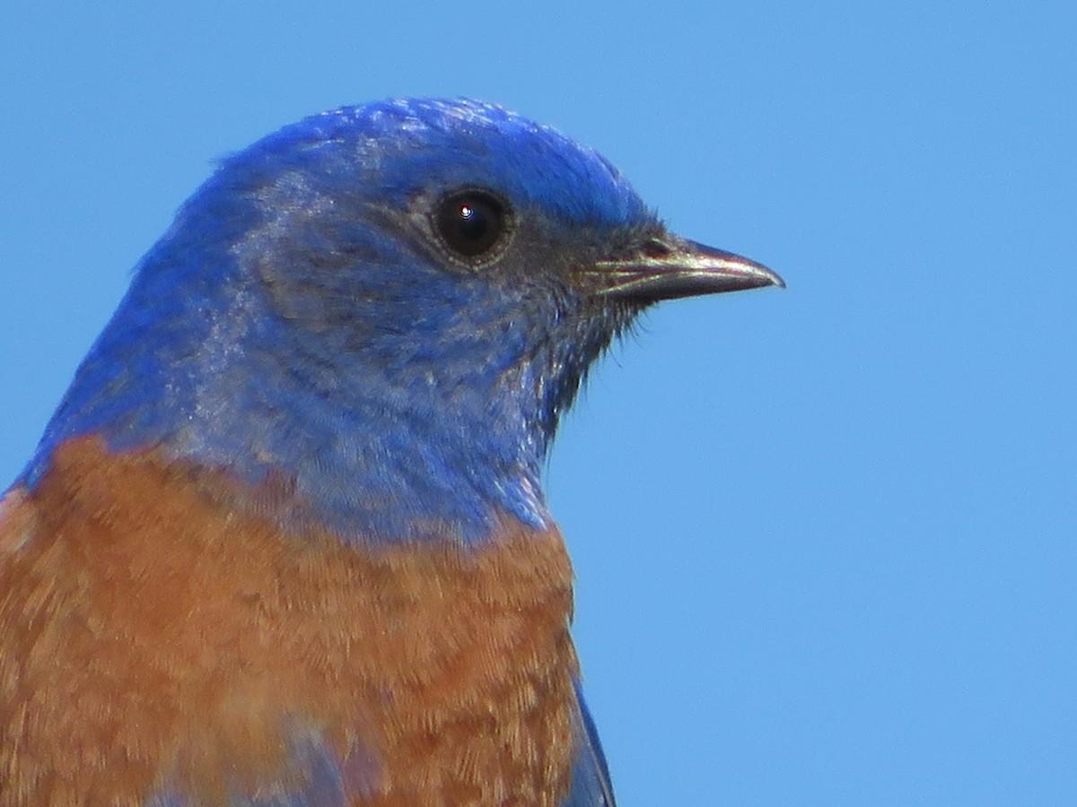 Western Bluebird - ML505391361
