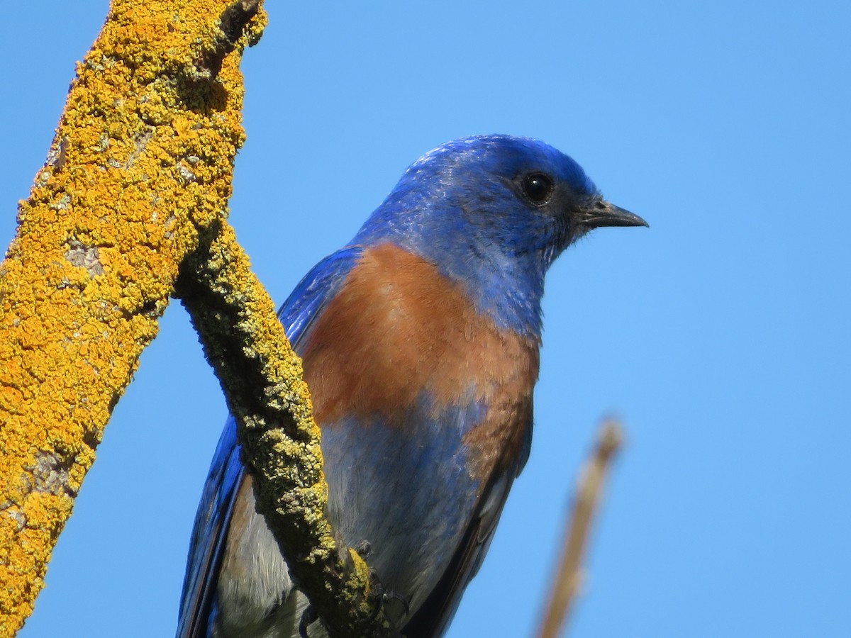 Western Bluebird - ML505391371