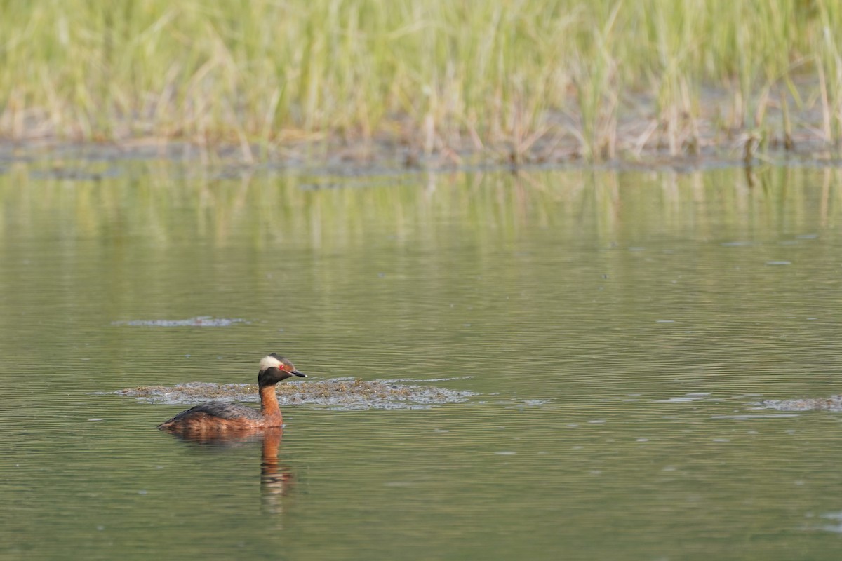 Horned Grebe - ML505392271