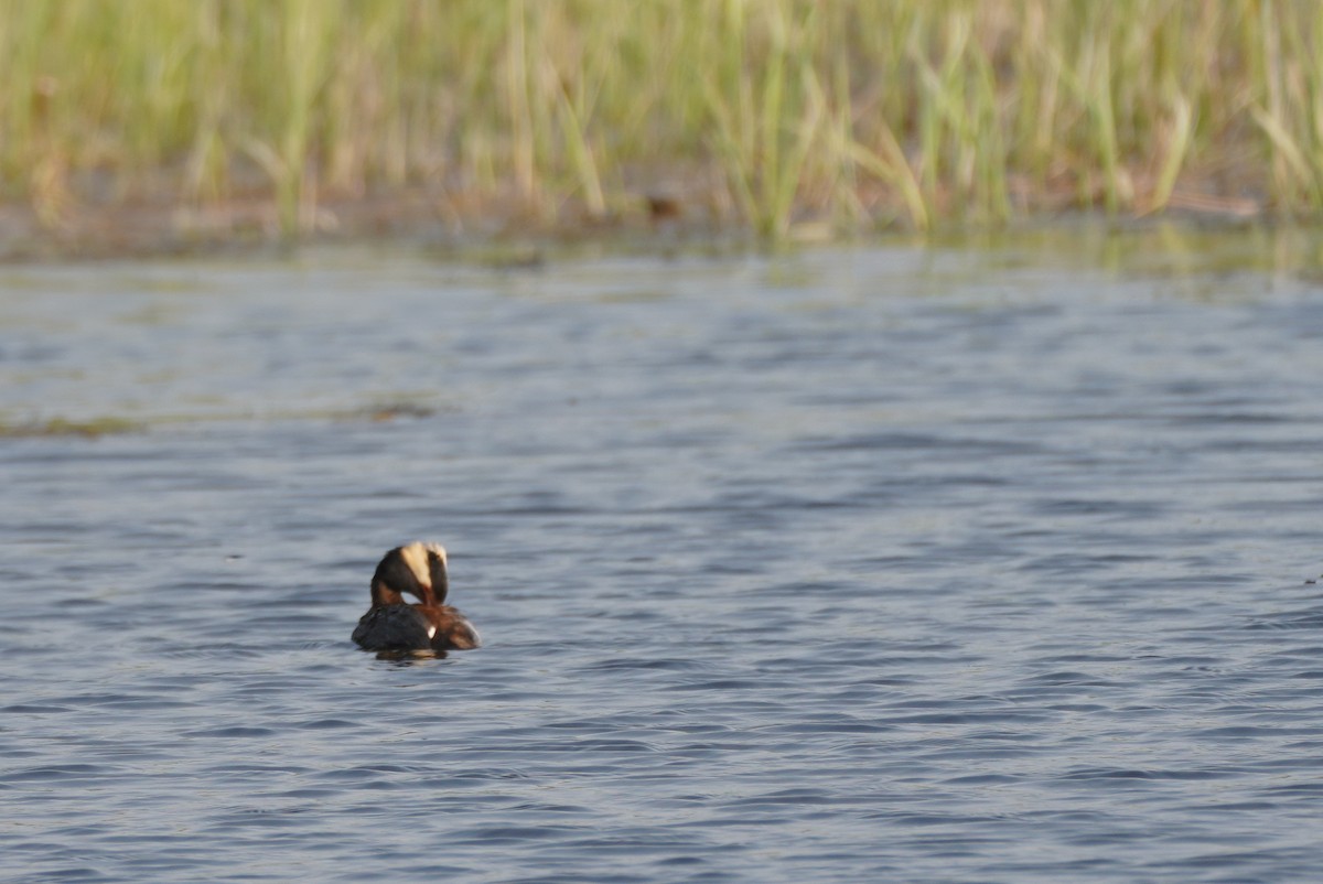 Horned Grebe - ML505392281