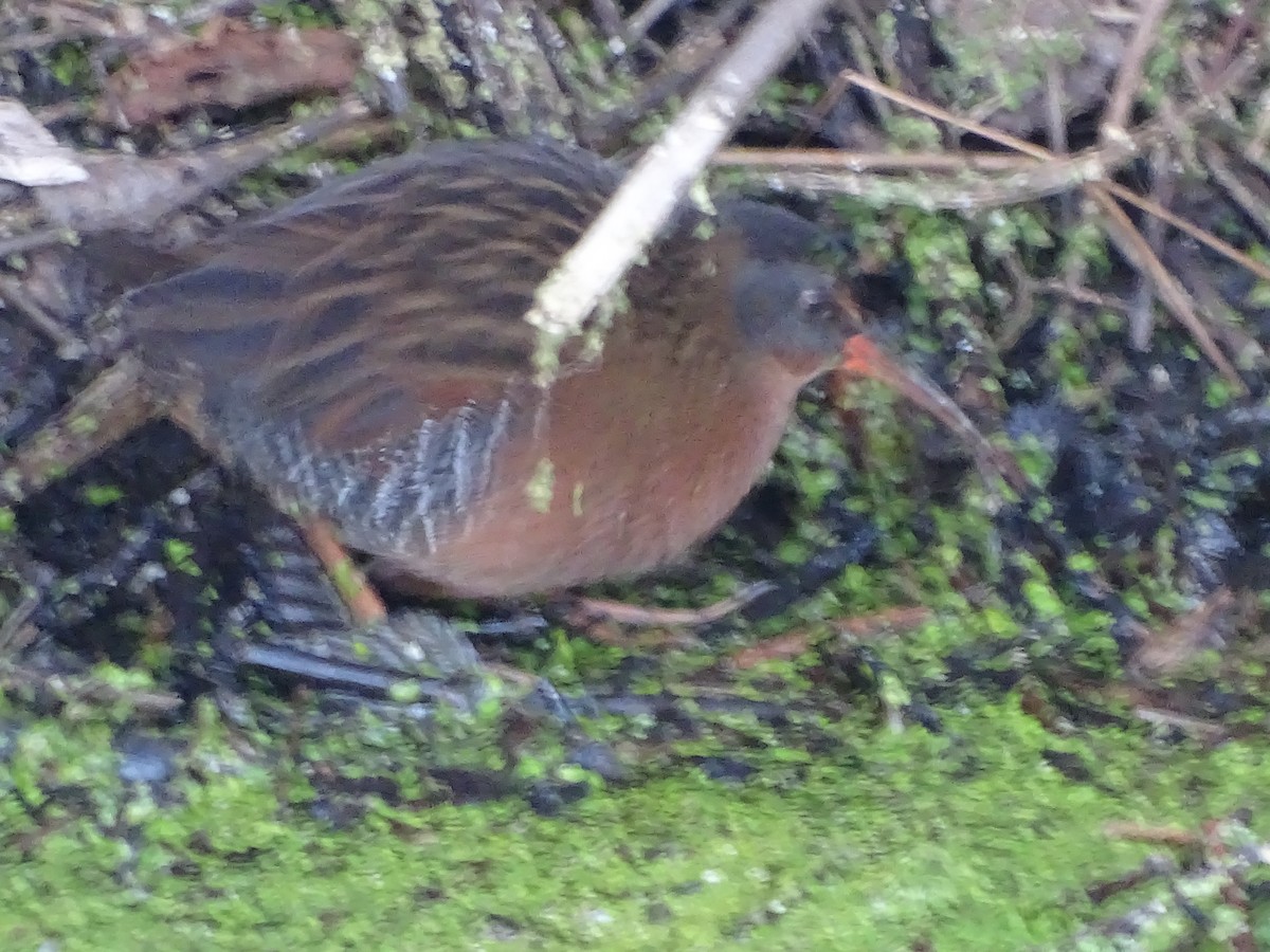 Virginia Rail - ML505393411