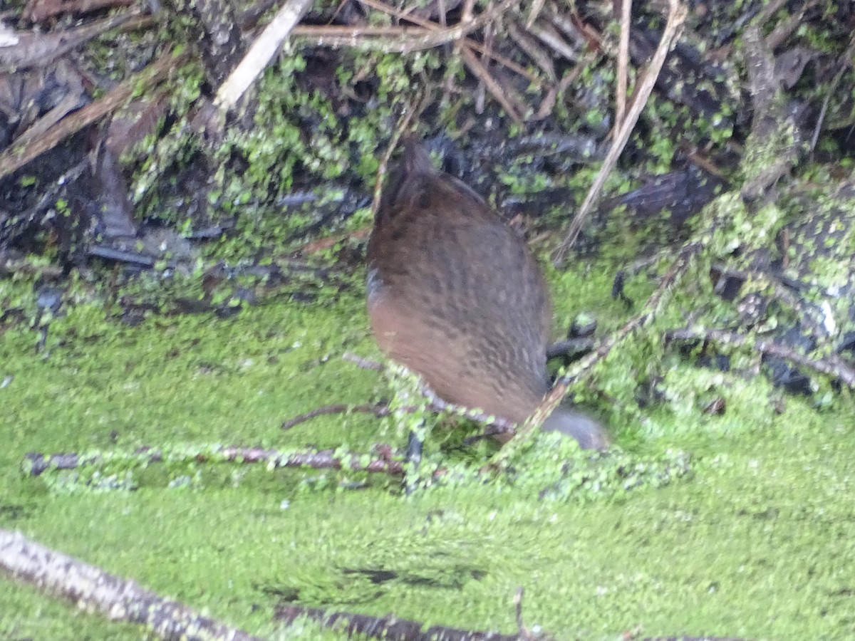 Virginia Rail - ML505393481