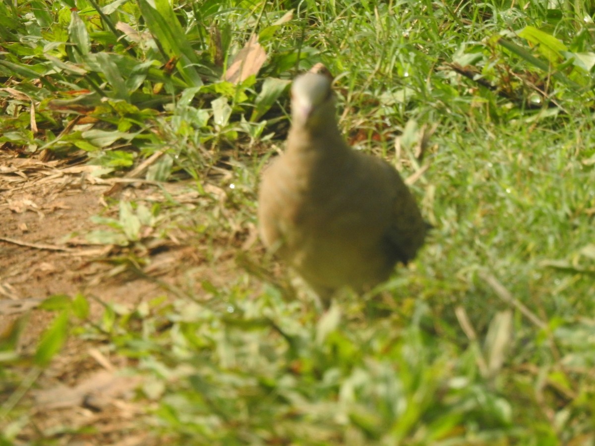 Oriental Turtle-Dove - ML505394111