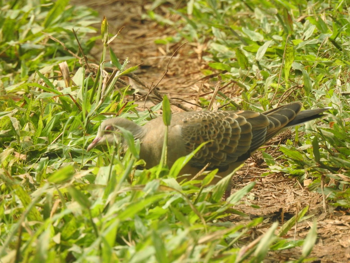 Oriental Turtle-Dove - HARI MAVELIKARA