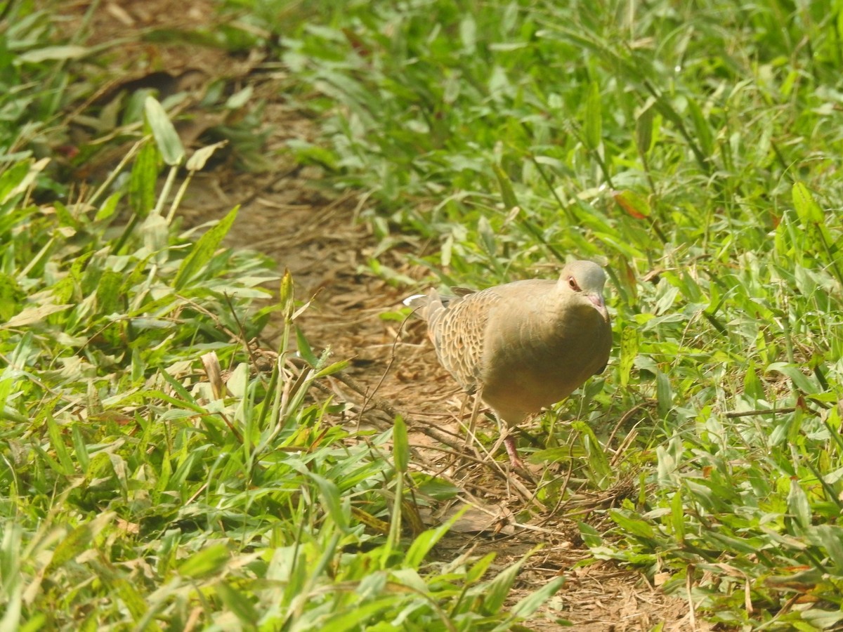 Oriental Turtle-Dove - ML505394131