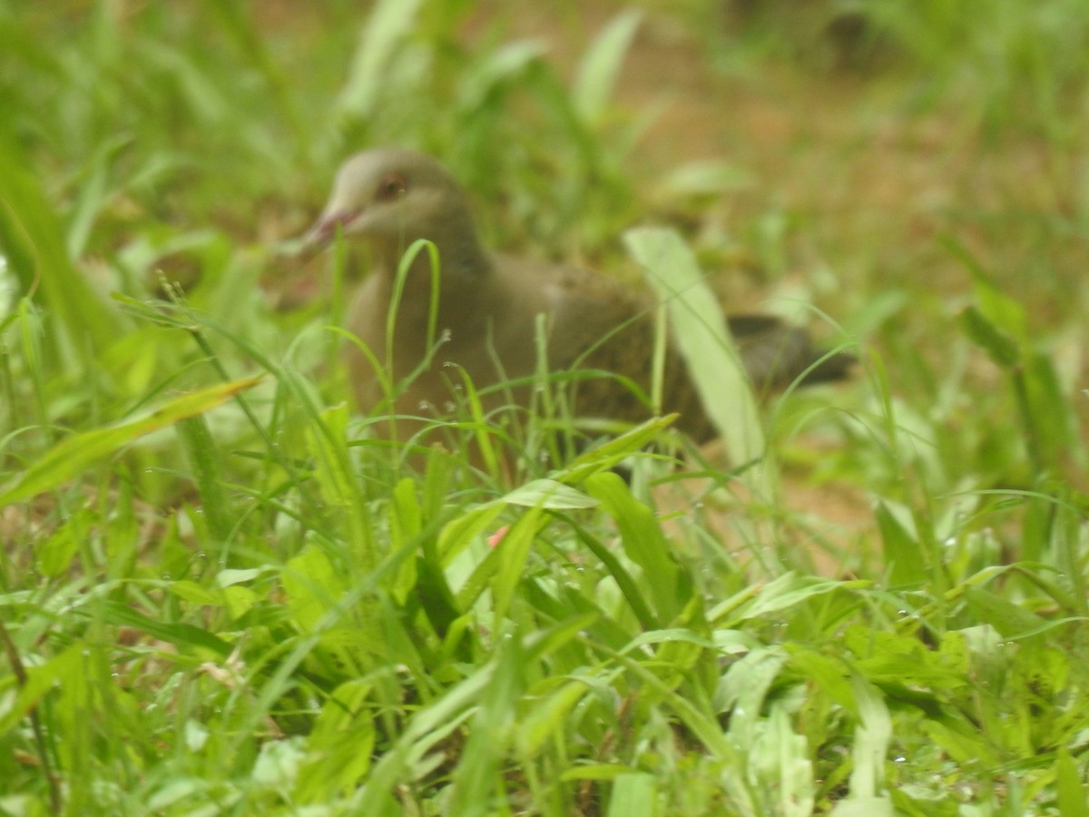 Oriental Turtle-Dove - ML505394151