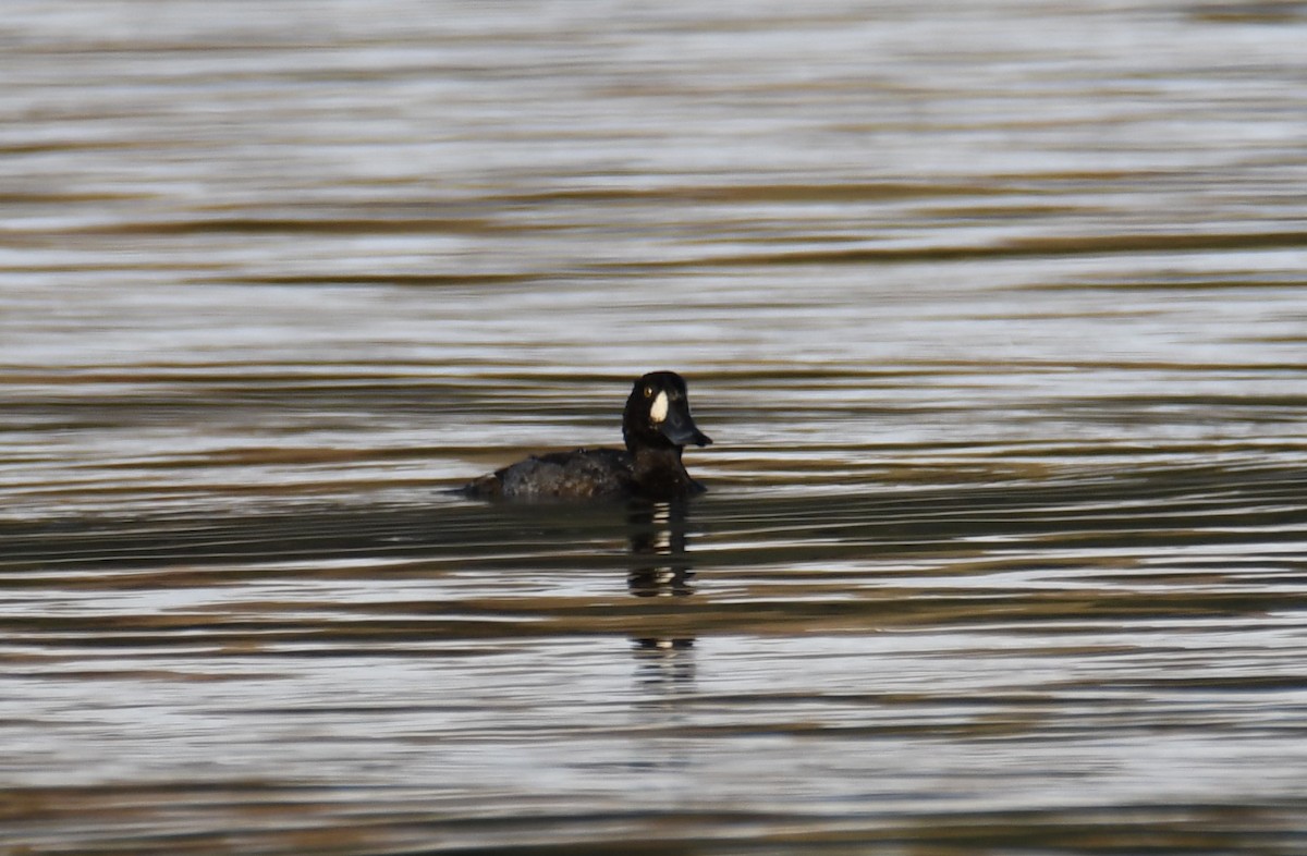 Greater Scaup - Colin Dillingham